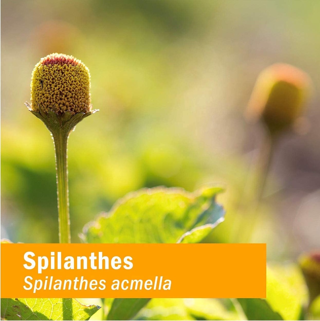 herb-pharm-certified-organic-spilanthes--5.jpg