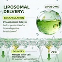 nad-resveratrol-gummies-liposomal-nad-gu-4.jpg