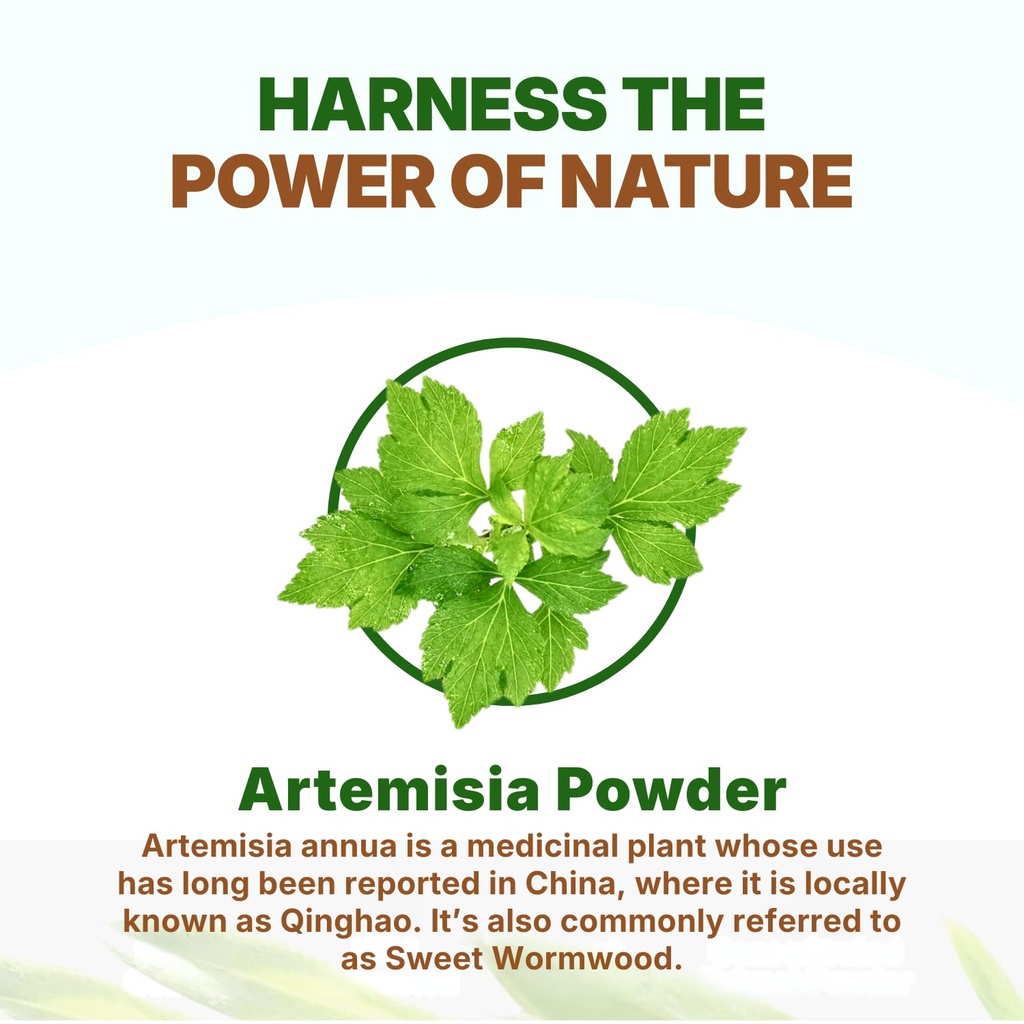 go-nutra-sweet-wormwood-artemisia-annua--4.jpg
