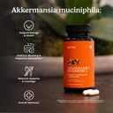akkermansia-probiotic-for-cravings-gut-h-3.jpg