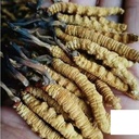 wild-cordyceps-whole-himalyan-cordyceps--2.jpg