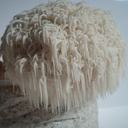 lion-s-mane-mushroom-live-liquid-culture-2.jpg