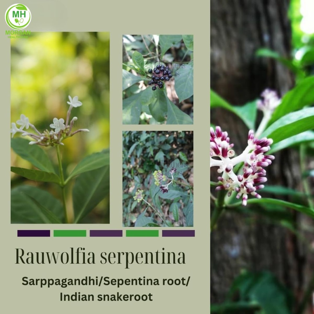 morsan-healthcare-sarpgandha-rauwolfia-s-3.jpg