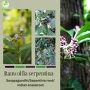 morsan-healthcare-sarpgandha-rauwolfia-s-3.jpg