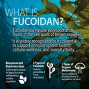 nanowell-fucoidan-m-brown-seaweed-comple-2.jpg