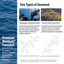 nanowell-fucoidan-m-brown-seaweed-comple-5.jpg