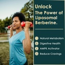 berberine-500mg-supplement-once-daily-li-3.jpg