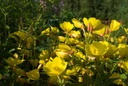 health-embassy-evening-primrose-seeds-po-4.jpg