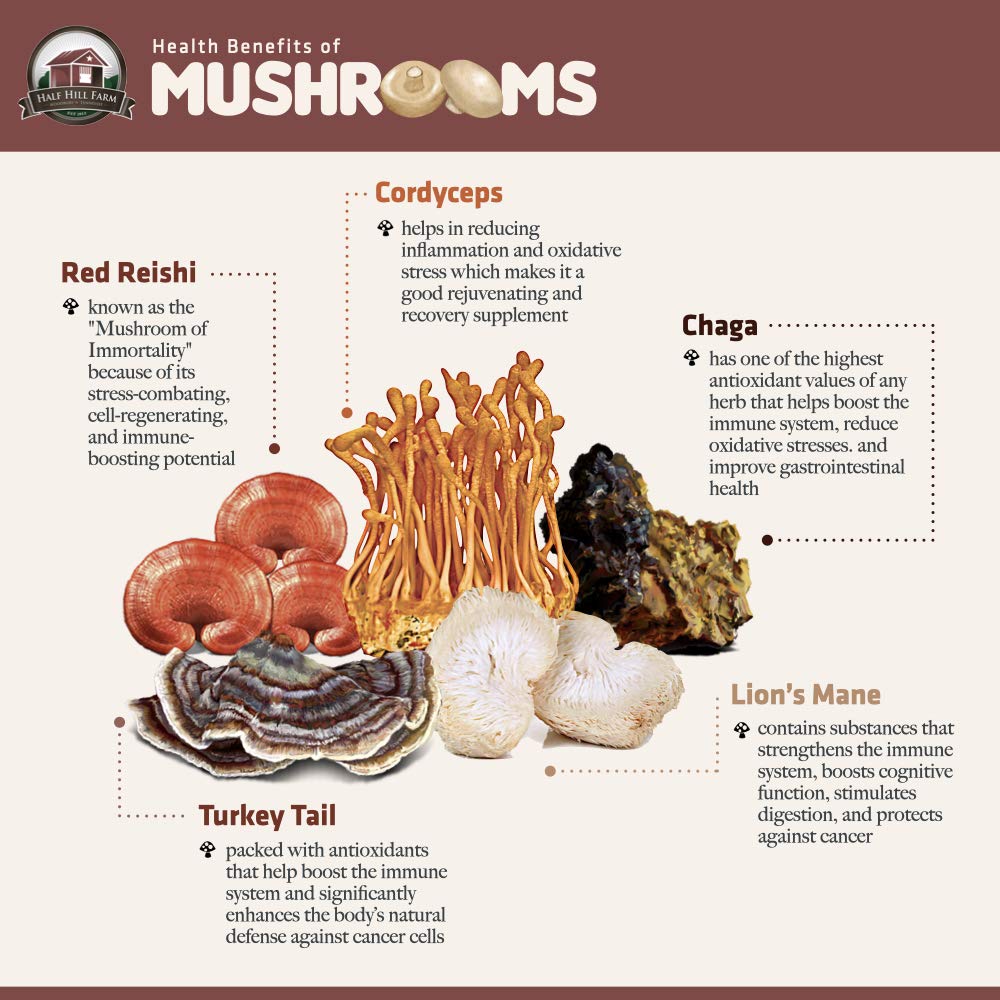 lion-s-mane-mushroom-dual-extract-6-76-o-2.jpg