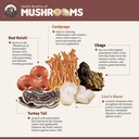 lion-s-mane-mushroom-dual-extract-6-76-o-2.jpg