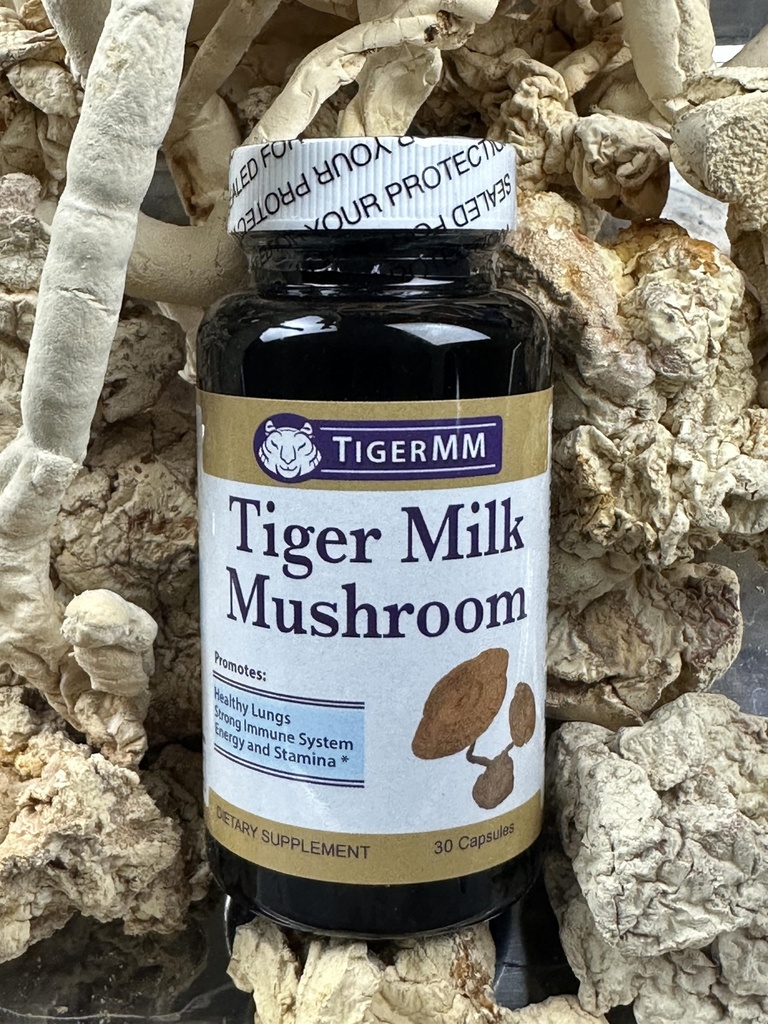 tiger-milk-mushroom-lignosus-rhino-usa-l-5.jpg