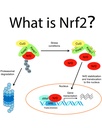 nrf2-activator-antioxidant-supplements-f-5.jpg