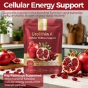 urolithin-a-supplement-with-trans-resver-5.jpg