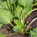 herb-to-body-plantain-leaf-powder-4oz-wi-2.jpg