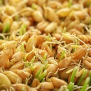 jovvily-wheat-grass-powder-1-lb-superfoo-3.jpg