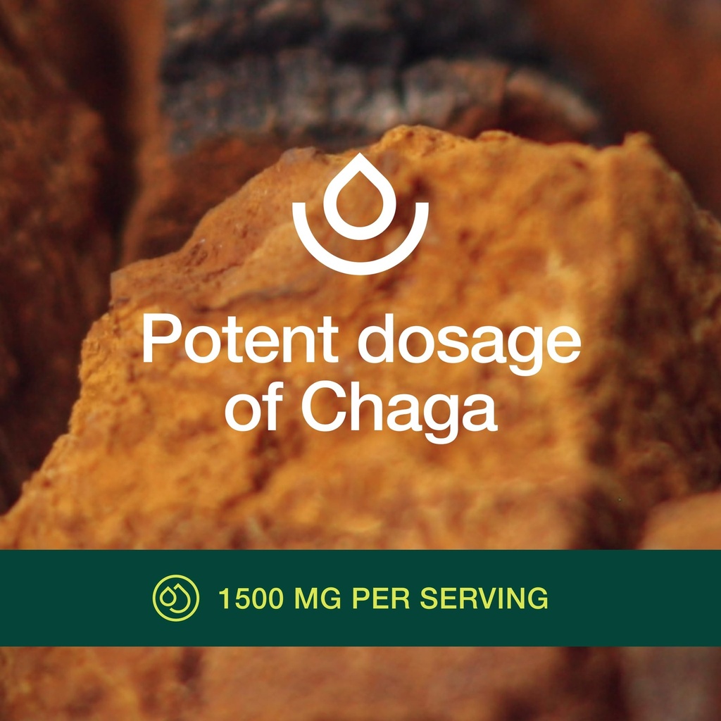 organic-chaga-mushrooms-strongest-dna-ve-5.jpg