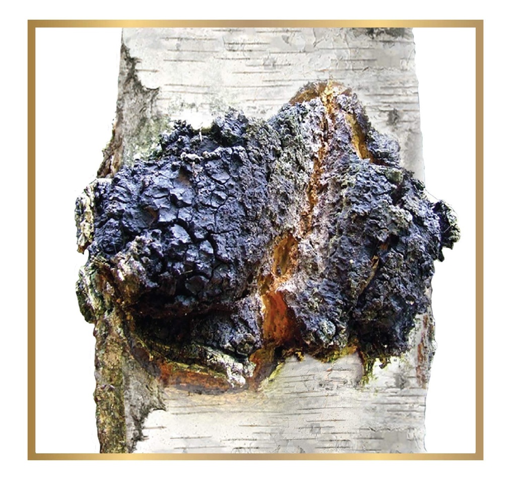 siberian-chaga-mushroom-raw-powder-wild--6.jpg