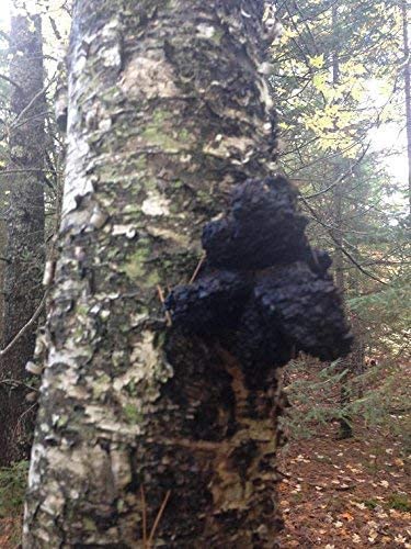 chaga-12oz-3.jpg