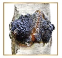 siberian-chaga-mushroom-chunks-wild-harv-6.jpg