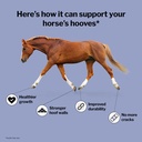 formula-707-hoof-health-equine-supplemen-71SKG3GBQ4L.jpg