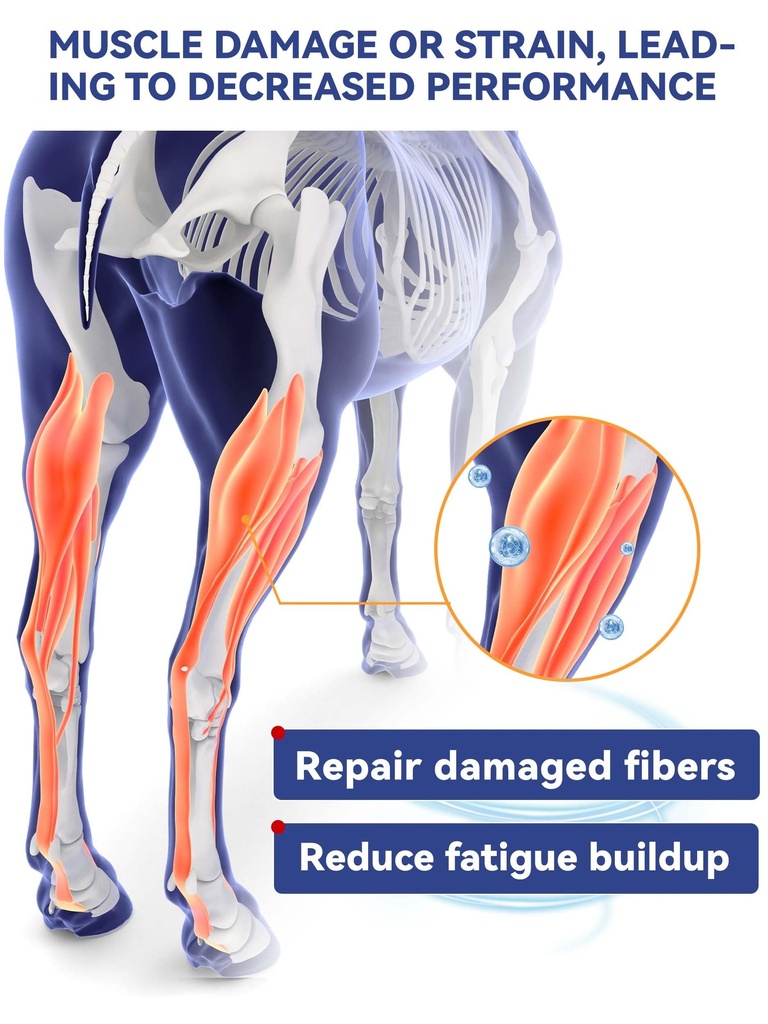 100-day-supply-equine-body-repair-protei-81WETkVT7-L.jpg