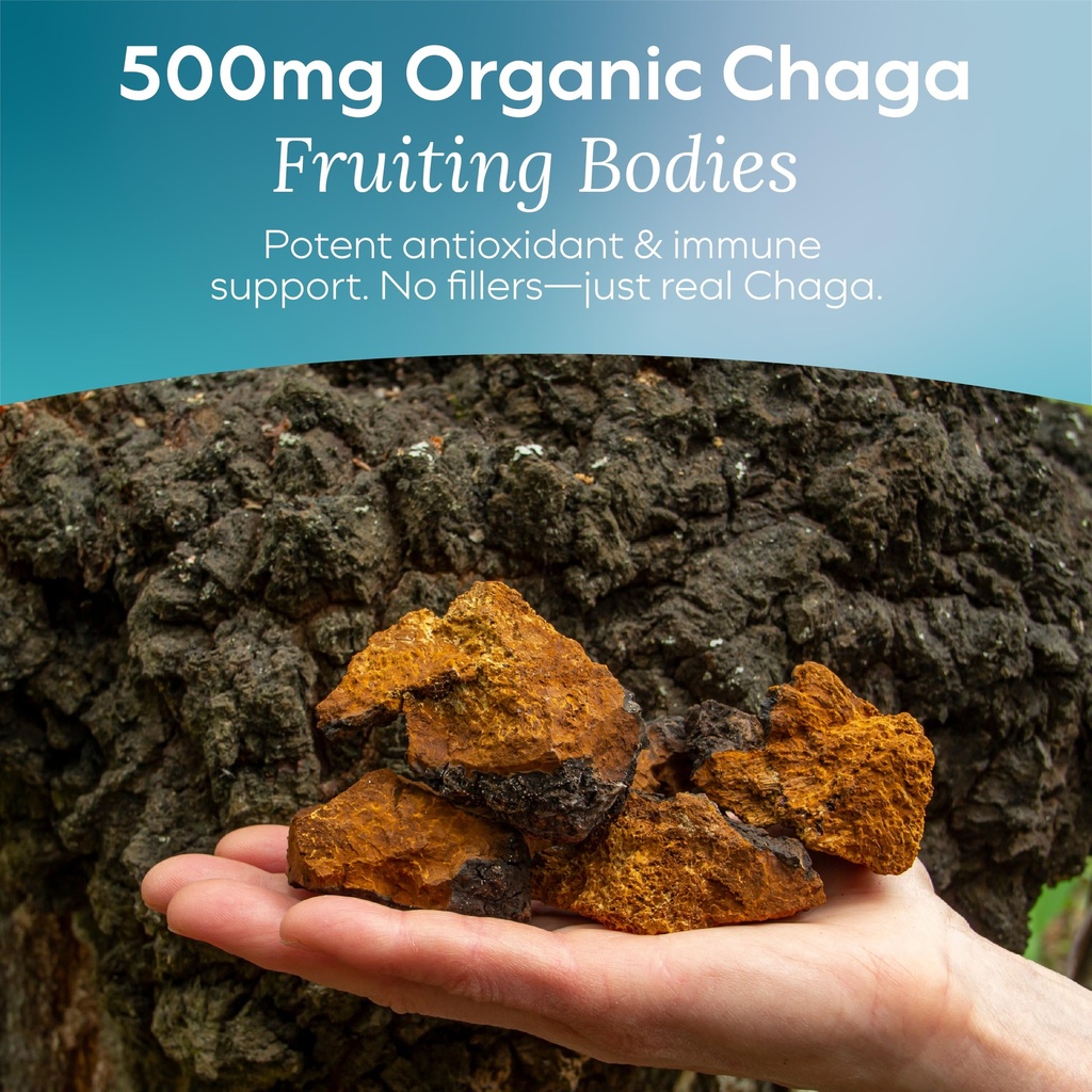 detox-chaga-mushroom-gummies-antioxidant-91AXYNKfdtL.jpg