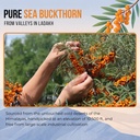 ayuniv-himalayan-sea-buckthorn-juice-100-81hZ3lA00IL.jpg