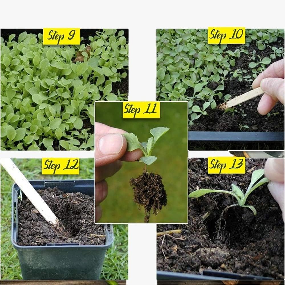 grape-einset-seedless-pp6160-60-seeds-71StokzHDOL.jpg
