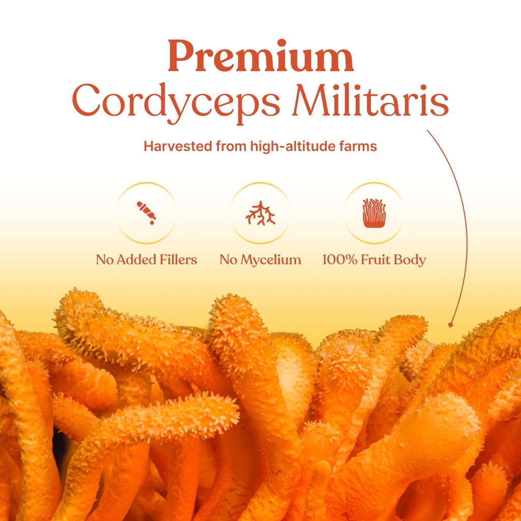 cordyceps-militaris-capsules-500mg-natur-81I-g55hFUL.jpg