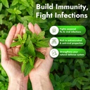 nutriorg-tulsi-ark-natural-immunity-boos-71phTx823pL.jpg