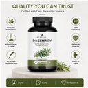 rosemary-leaf-extract-vegetarian-capsule-61Hgxsw6TNL.jpg