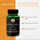 moringa-oleifera-powder-sea-buckthorn-oi-61ch1HRKLpL.jpg