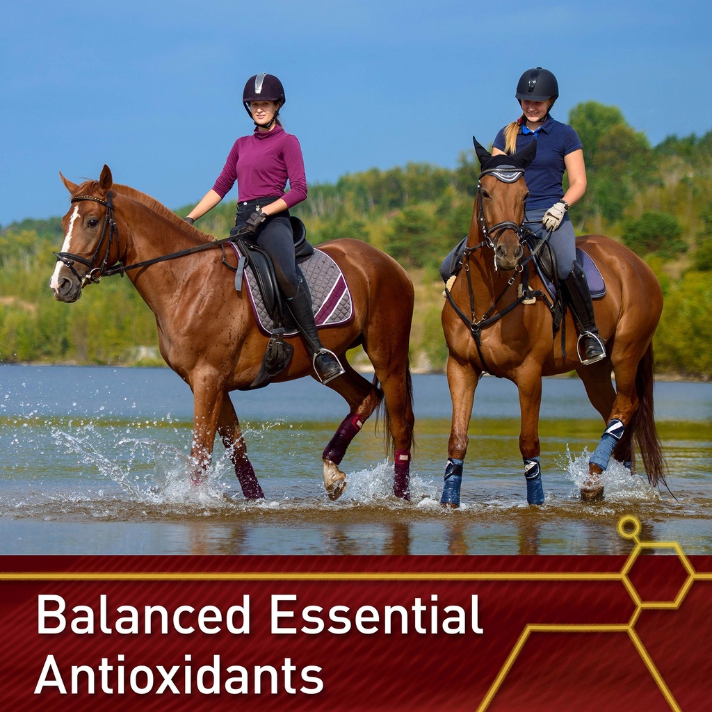vita-flex-pro-e-and-selenium-supplement--9120IJoIBML.jpg