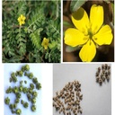 iagrifarm-gokshura-powder-250g-nerunji-m-71nlDXHyFRL.jpg