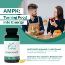 berberine-plus-with-bitter-melon-banaba--81XTbRvzDhL.jpg