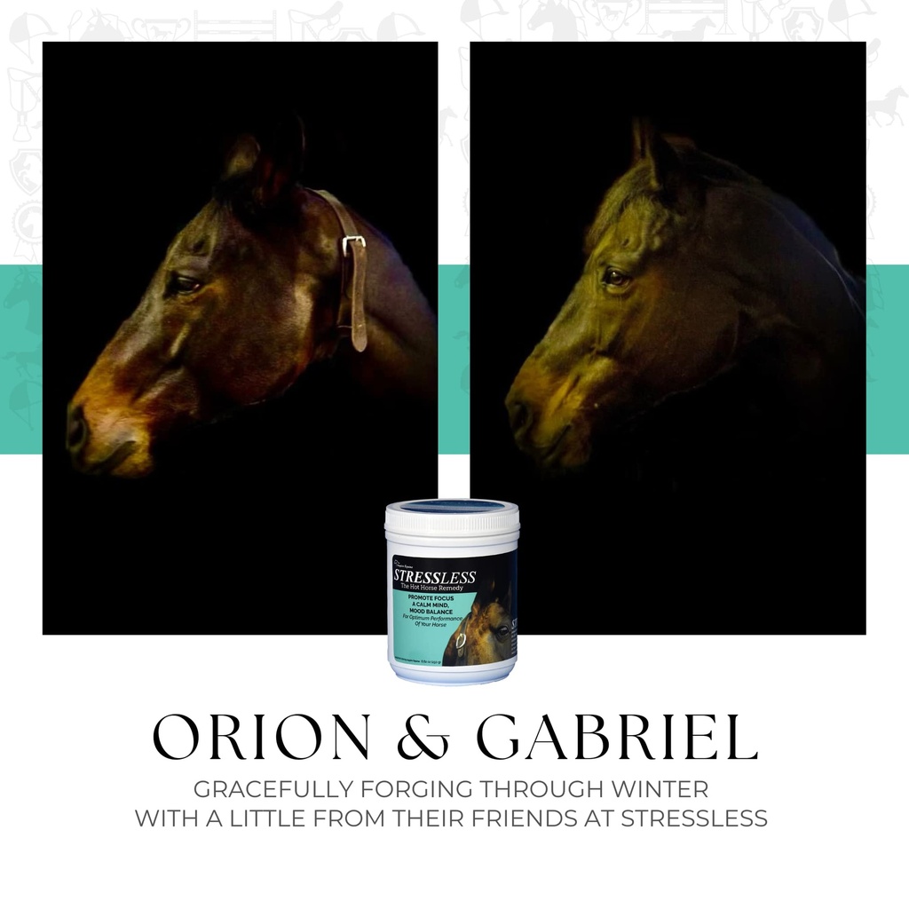 stressless-hot-horse-supplement-60-day-s-71G80qmqESL.jpg