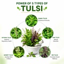 asclepius-exe-panch-tulsi-oil-ayurvedic--71EjXfozjML.jpg