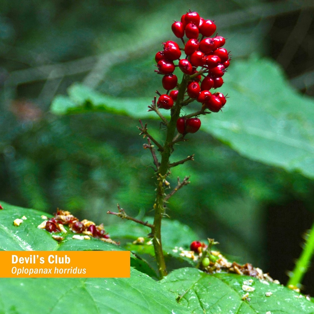 herb-pharm-devils-club-liquid-extract----2.jpg