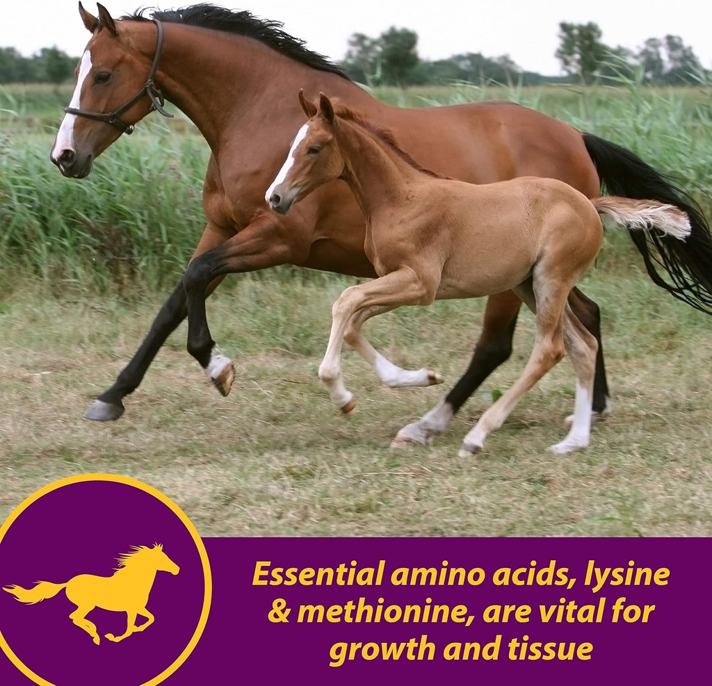 horse-health-shur-hoof-hoof-supplement-f-6.jpg