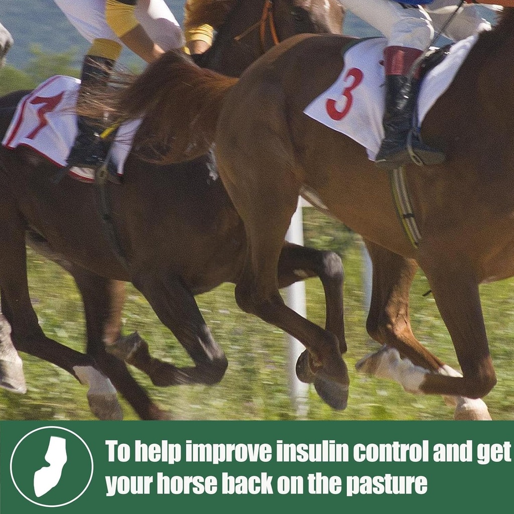 insulin-resistance-supplement-for-horses-6.jpg