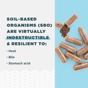ancient-nutrition-sbo-probiotics-capsule-5.jpg
