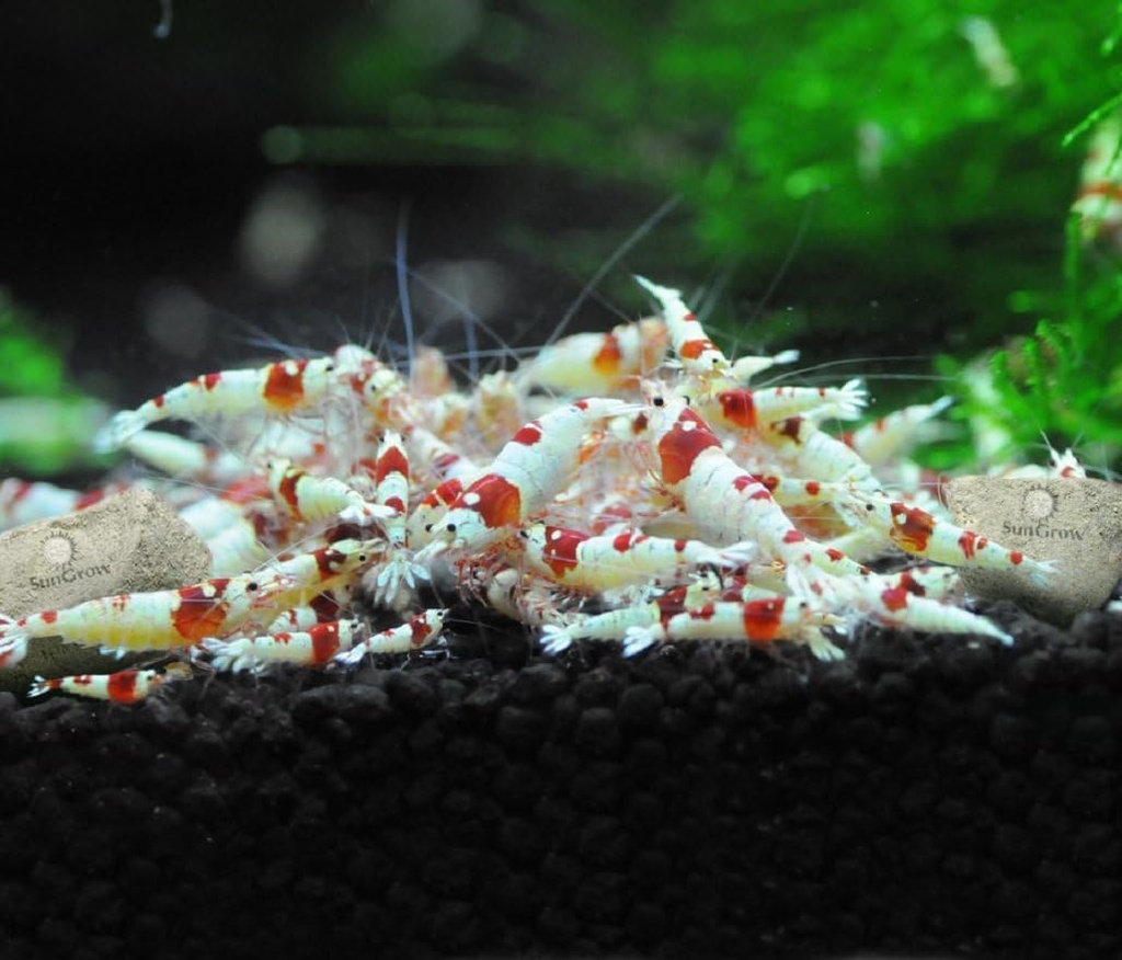 sungrow-shrimp-rocks-calcium-magnesium-r-6.jpg