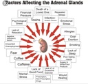 miracle-adrenal-essence-doctors-choice---6.jpg