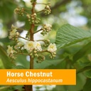 herb-pharm-horse-chestnut-liquid-extract-2.jpg