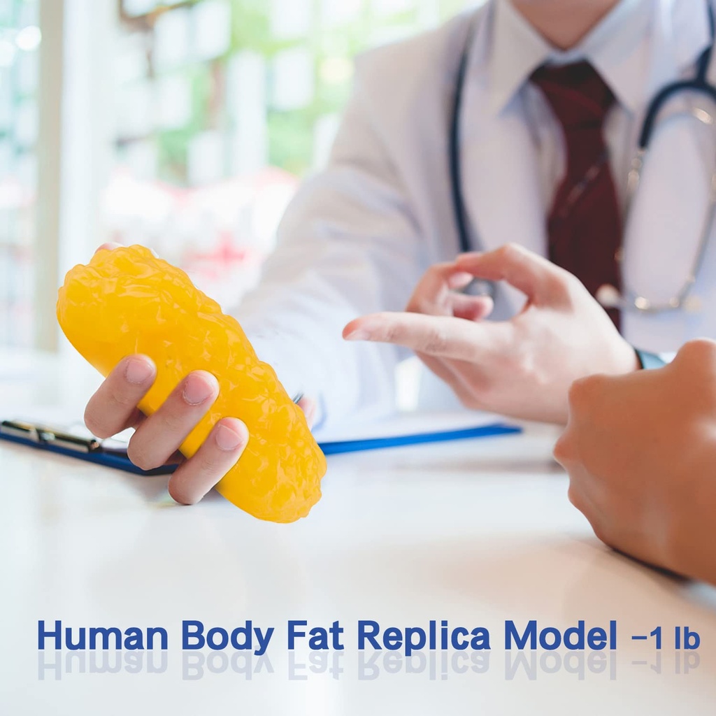 human-body-fat-replica-1-lb-fat-anatomy--6.jpg