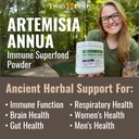 artemisia-annua-sweet-wormwood-herbal-po-6.jpg