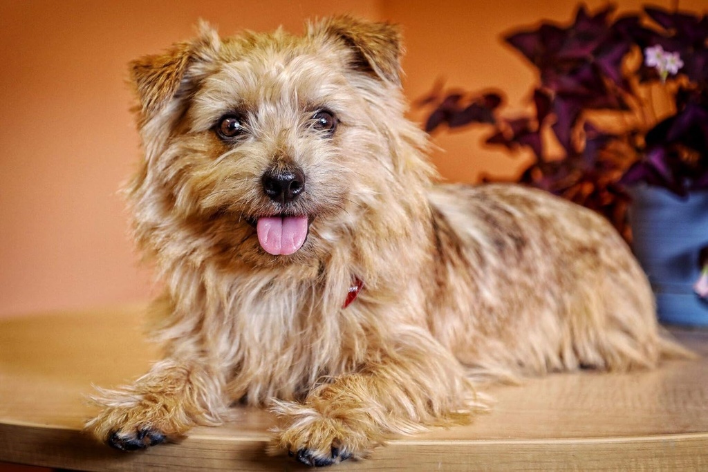 In Clover Natural Dental Treat, Grin, Fresh Breath Dog Chew Treat with Prebiotics, Fresh Breath Tartar Control, Daily Chew Supplement for Dogs Supports Dog Gums and Teeth 6