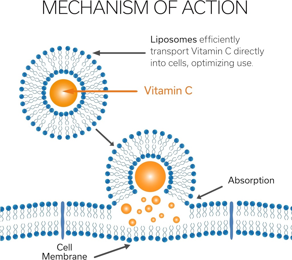 Vitamin C Liposomal (500mg) & Zinc |Enhance Travel Energy, Vitality & Immunity | Combat Travel Fatigue & Oxidative Stress | Advanced Absorption Technology | Fast-Acting | 30 Sticks 4