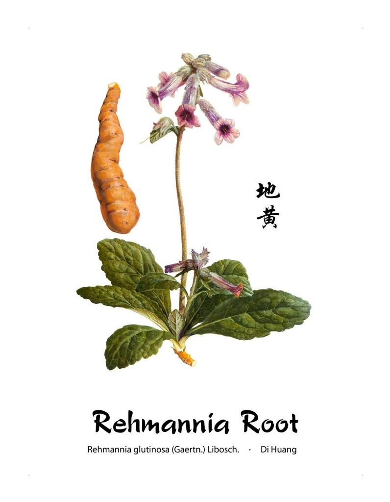 dragon-herbs-rehmannia-six-combination-5-5.jpg
