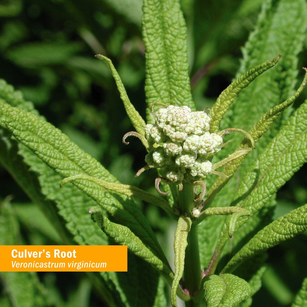 herb-pharm-certified-organic-culver-s-ro-2.jpg